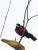 hanging_on_reduced